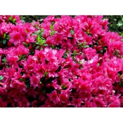 'Melina' Rhododendron Jap. 'Melina' Potte 2,0 Liter,- 20-25 Cm. -GrønGlæde Salgsbutik mi7262 rhododendron 6e6d