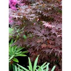 Japansk Ahorn 'Atropurpureum' Acer Palmatum 'Atropurpureum' Potte 4,0 Liter,- 60-80 Cm. 14 Japansk Ahorn 'Atropurpureum' Acer Palmatum 'Atropurpureum' Potte 4,0 Liter,- 60-80 Cm. -GrønGlæde Salgsbutik mi72 acer palmatum atropurpureum 39d1