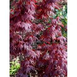Japansk Ahorn 'Atropurpureum' Acer Palmatum 'Atropurpureum' Potte 4,0 Liter,- 60-80 Cm. 16 Japansk Ahorn 'Atropurpureum' Acer Palmatum 'Atropurpureum' Potte 4,0 Liter,- 60-80 Cm. -GrønGlæde Salgsbutik mi72 acer palmatum atropurpureum 4cfa