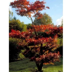 Japansk Ahorn 'Atropurpureum' Acer Palmatum 'Atropurpureum' Potte 4,0 Liter,- 60-80 Cm. 18 Japansk Ahorn 'Atropurpureum' Acer Palmatum 'Atropurpureum' Potte 4,0 Liter,- 60-80 Cm. -GrønGlæde Salgsbutik mi72 acer palmatum atropurpureum 6874