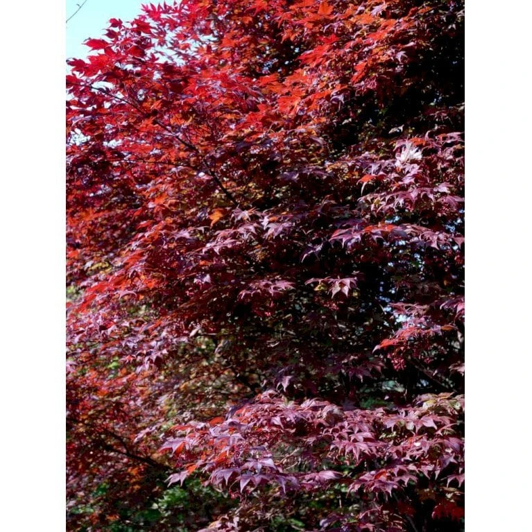 Japansk Ahorn 'Atropurpureum' Acer Palmatum 'Atropurpureum' Potte 4,0 Liter,- 60-80 Cm. 1 Japansk Ahorn 'Atropurpureum' Acer Palmatum 'Atropurpureum' Potte 4,0 Liter,- 60-80 Cm.
