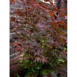 Japansk Ahorn 'Atropurpureum' Acer Palmatum 'Atropurpureum' Potte 4,0 Liter,- 60-80 Cm. 15 Japansk Ahorn 'Atropurpureum' Acer Palmatum 'Atropurpureum' Potte 4,0 Liter,- 60-80 Cm. -GrønGlæde Salgsbutik mi72 acer palmatum atropurpureum e5a2