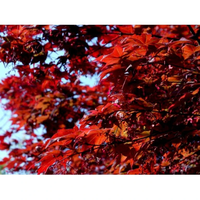 Japansk Ahorn 'Atropurpureum' Acer Palmatum 'Atropurpureum' Potte 4,0 Liter,- 60-80 Cm. 3 Japansk Ahorn 'Atropurpureum' Acer Palmatum 'Atropurpureum' Potte 4,0 Liter,- 60-80 Cm. - Billede 3