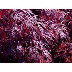 Opstammet Japansk Ahorn 'Garnet' Acer Palmatum Dissectum 'Garnet' Potte 4,0 Liter,- 40-50 Cm. -GrønGlæde Salgsbutik mi73 acer palmatum garnet 493e