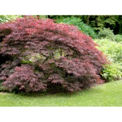 Opstammet Japansk Ahorn 'Garnet' Acer Palmatum Dissectum 'Garnet' Potte 4,0 Liter,- 40-50 Cm. -GrønGlæde Salgsbutik mi73 acer palmatum garnet 8a10