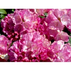 'Polaris' Rhododendron Yakushimanum 'Polaris' Potte 5,0 Liter,- 30-40 Cm. -GrønGlæde Salgsbutik mi7478 rhododendron yakushimanum 2b6c