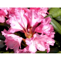 'Polaris' Rhododendron Yakushimanum 'Polaris' Potte 5,0 Liter,- 30-40 Cm. -GrønGlæde Salgsbutik mi7478 rhododendron yakushimanum 73b6
