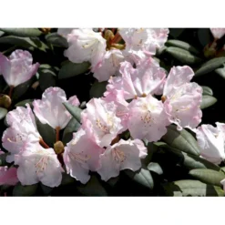 'Polaris' Rhododendron Yakushimanum 'Polaris' Potte 5,0 Liter,- 30-40 Cm. -GrønGlæde Salgsbutik mi7478 rhododendron yakushimanum 7a5b