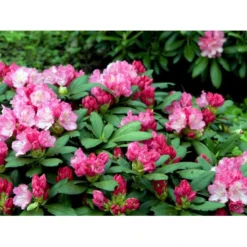 'Polaris' Rhododendron Yakushimanum 'Polaris' Potte 5,0 Liter,- 30-40 Cm. -GrønGlæde Salgsbutik mi7478 rhododendron yakushimanum 8cad