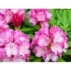 'Polaris' Rhododendron Yakushimanum 'Polaris' Potte 5,0 Liter,- 30-40 Cm.