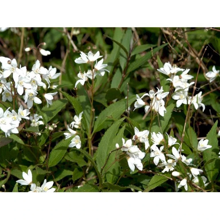 Lille Stjernetop 'Nikko' Deutzia 'Nikko' 3,5 Liter Potte 3 Lille Stjernetop 'Nikko' Deutzia 'Nikko' 3,5 Liter Potte - Billede 3