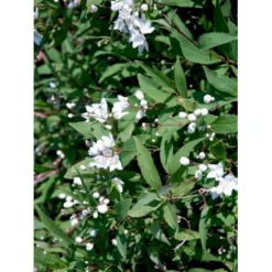 Lille Stjernetop 'Nikko' Deutzia 'Nikko' 3,5 Liter Potte