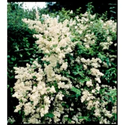 Stjernetop 'Dippon' Deutzia Crenata 'Dippon' 3,5 Liter Potte -GrønGlæde Salgsbutik mi755 deutzia gracilis dippon 1a5d