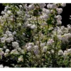 Stjernetop 'Mont Rose' Deutzia Hybrida 'Mont Rose' Med Klump,- 125-150 Cm.
