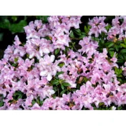 'Robert Seleger' Rhododendron Hybrid 'Robert Seleger' Potte 2,0 Liter,- 20-25 Cm. -GrønGlæde Salgsbutik mi7583 rhododendron d381