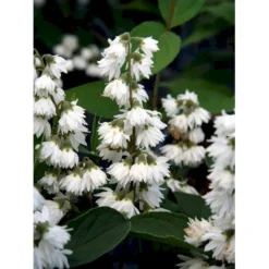 Stjernetop 'Magnifica' Deutzia Magnifica Med Klump,- 125-150 Cm.