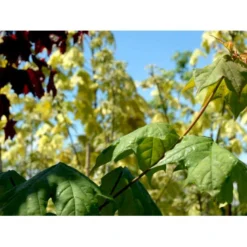 Spidsløn Acer Platanoides Flerstammet,- 150-175 Cm. Med Trådklump -GrønGlæde Salgsbutik mi75 acer platanoides 1c8a