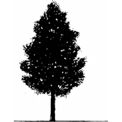 Spidsløn Acer Platanoides Flerstammet,- 150-175 Cm. Med Trådklump -GrønGlæde Salgsbutik mi75 acer platanoides 8197