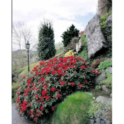 'Scarlet Wonder' Rhododendron Repens 'Scarlet Wonder' Potte 4,0 Liter,- 25-30 Cm. -GrønGlæde Salgsbutik mi7658 rhododendron 189b