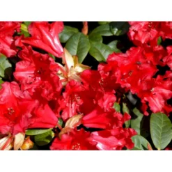 'Scarlet Wonder' Rhododendron Repens 'Scarlet Wonder' Potte 4,0 Liter,- 25-30 Cm. -GrønGlæde Salgsbutik mi7658 rhododendron 1ab3