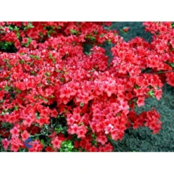 'Stewartsonian' Rhododendron 'Stewartsonian' Potte 10 Liter 40-50 Cm. -GrønGlæde Salgsbutik mi7759 rhododendron japanese azalea 1e2e