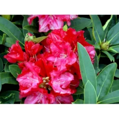'Wilgen's Ruby' Rhododendron Hybrid 'Wilgen's Ruby' Potte 5,0 Liter,- 30-40 Cm. -GrønGlæde Salgsbutik mi7897 rhododendron arboreum hybrid 2d07