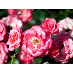 'Bella Rosa'® Rosa X 'Bella Rosa'® (Buketrose) A-Kvalitet,- Barrods Roser Min. 3 Grene -GrønGlæde Salgsbutik mi8046 rosa bella rosa 220a