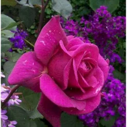 'Blackberry Nip' Rosa X 'Blackberry Nip' (Storblomstrende) A-Kvalitet,- Barrods Roser Min. 3 Grene -GrønGlæde Salgsbutik mi8065 rosa blackberry nip 487a