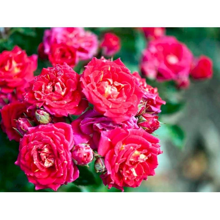 'Chili Clementine' Rosa X 'Chili Clementine' 3,0 Liter Potte 3 'Chili Clementine' Rosa X 'Chili Clementine' 3,0 Liter Potte - Billede 3