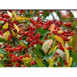 Almindelig Benved 'Red Cascade' Euonymus Europaeus 'Red Cascade' 5 Liter Potte 12 Almindelig Benved 'Red Cascade' Euonymus Europaeus 'Red Cascade' 5 Liter Potte -GrønGlæde Salgsbutik mi904 euonymus europaeus red cascade 4499