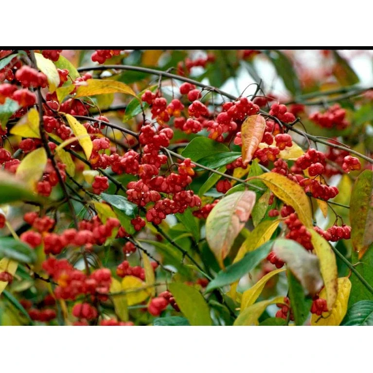 Almindelig Benved 'Red Cascade' Euonymus Europaeus 'Red Cascade' 5 Liter Potte 5 Almindelig Benved 'Red Cascade' Euonymus Europaeus 'Red Cascade' 5 Liter Potte - Billede 5