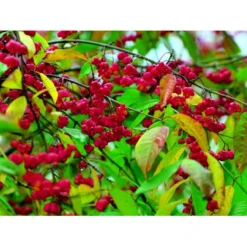 Almindelig Benved 'Red Cascade' Euonymus Europaeus 'Red Cascade' 5 Liter Potte 14 Almindelig Benved 'Red Cascade' Euonymus Europaeus 'Red Cascade' 5 Liter Potte -GrønGlæde Salgsbutik mi904 euonymus europaeus red cascade 6944