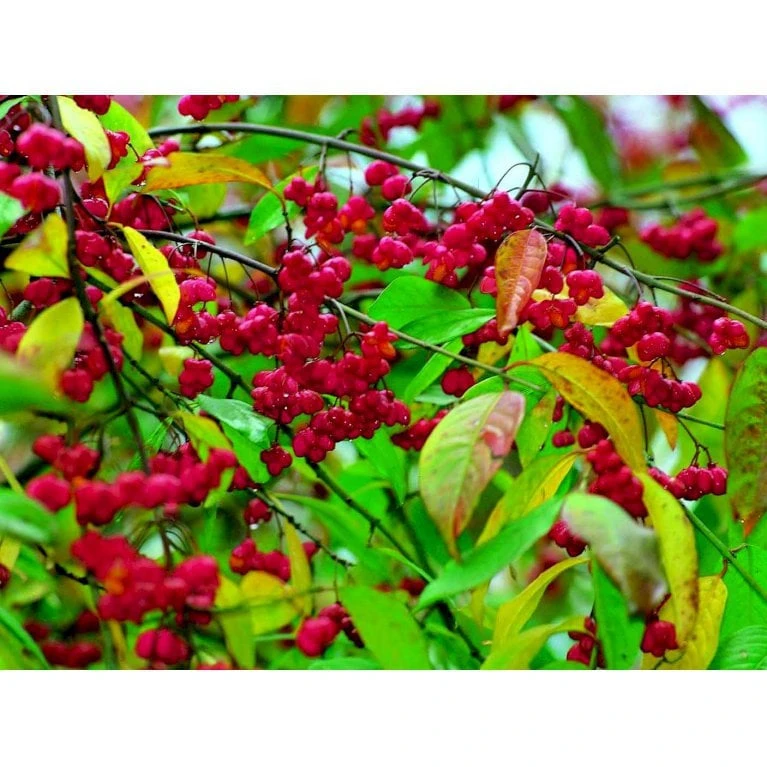 Almindelig Benved 'Red Cascade' Euonymus Europaeus 'Red Cascade' 5 Liter Potte 7 Almindelig Benved 'Red Cascade' Euonymus Europaeus 'Red Cascade' 5 Liter Potte - Billede 7