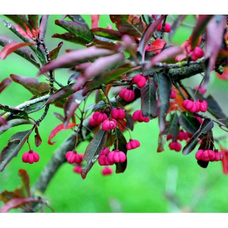 Almindelig Benved 'Red Cascade' Euonymus Europaeus 'Red Cascade' 5 Liter Potte 4 Almindelig Benved 'Red Cascade' Euonymus Europaeus 'Red Cascade' 5 Liter Potte - Billede 4