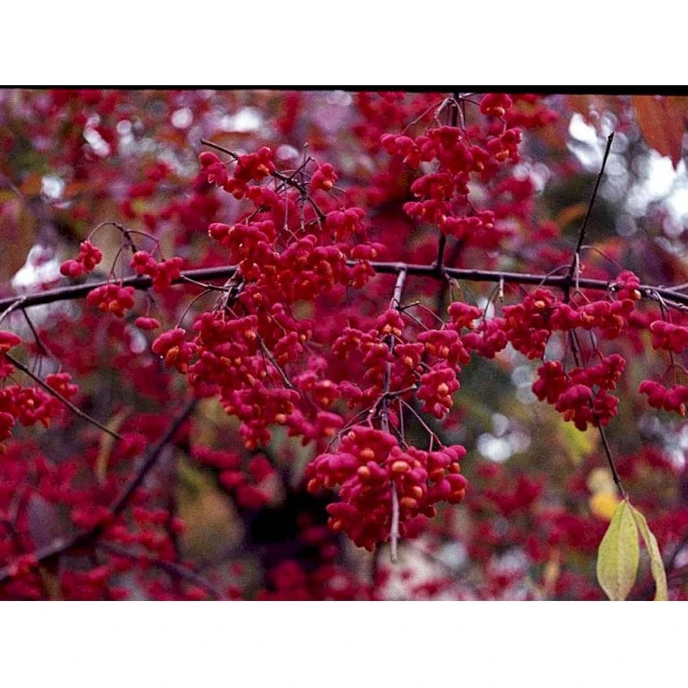 Almindelig Benved 'Red Cascade' Euonymus Europaeus 'Red Cascade' 5 Liter Potte 6 Almindelig Benved 'Red Cascade' Euonymus Europaeus 'Red Cascade' 5 Liter Potte - Billede 6