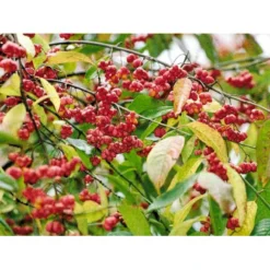 Almindelig Benved 'Red Cascade' Euonymus Europaeus 'Red Cascade' 5 Liter Potte 15 Almindelig Benved 'Red Cascade' Euonymus Europaeus 'Red Cascade' 5 Liter Potte -GrønGlæde Salgsbutik mi904 euonymus europaeus red cascade ebb7