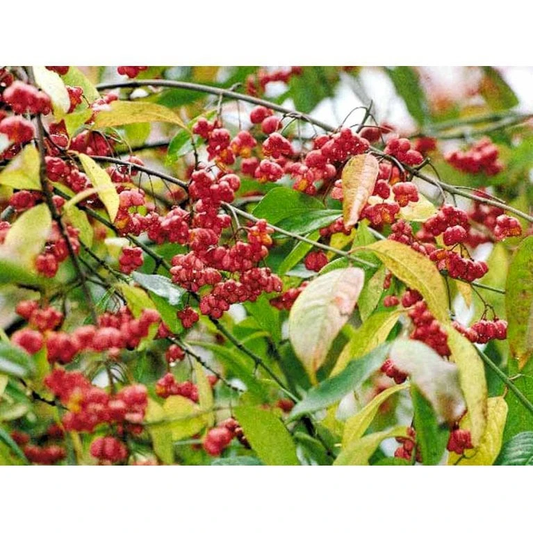 Almindelig Benved 'Red Cascade' Euonymus Europaeus 'Red Cascade' 5 Liter Potte 8 Almindelig Benved 'Red Cascade' Euonymus Europaeus 'Red Cascade' 5 Liter Potte - Billede 8