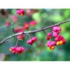 Almindelig Benved 'Red Cascade' Euonymus Europaeus 'Red Cascade' 5 Liter Potte 10 Almindelig Benved 'Red Cascade' Euonymus Europaeus 'Red Cascade' 5 Liter Potte -GrønGlæde Salgsbutik mi904 euonymus europaeus red cascade f8f9