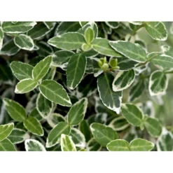 Benved 'Emerald Gaiety' Euonymus Fortunei 'Emerald Gaiety' Opstammet 120 Cm. Med Potte -GrønGlæde Salgsbutik mi905 euonymus fortunei emerald gaiety d51d