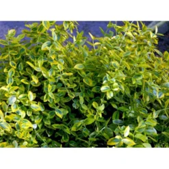 Benved 'Emerald Gold' Euonymus Fortunei 'Emerald Gold' Opstammet 80 Cm. 7,5 Liter Potte -GrønGlæde Salgsbutik mi906 euonymus fortunei emerald n gold 8b54