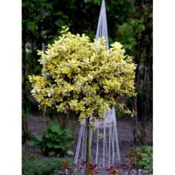 Benved 'Emerald Gold' Euonymus Fortunei 'Emerald Gold' Opstammet 80 Cm. 7,5 Liter Potte -GrønGlæde Salgsbutik mi906 euonymus fortunei emerald n gold d69b