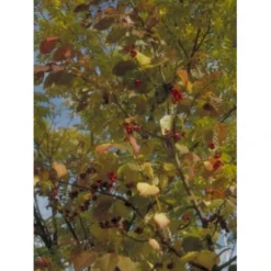 Forside 41 Forside -GrønGlæde Salgsbutik mi909 euonymus planipes e374