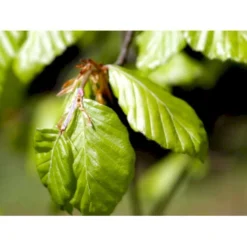 Almindelig Bøg / Bøgehæk Fagus Sylvatica Barrods, Omplantet 3 års 100-120 Cm. -GrønGlæde Salgsbutik mi937 fagus sylvatica 0088 2