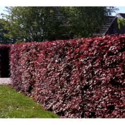 Rødbøg Til Hæk Fagus Sylvatica Purpurea Barrods,- 3 års (3/0) 80-120 Cm. -GrønGlæde Salgsbutik mi939 fagus sylvatica purpurea 996f