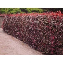 Rødbøg Til Hæk Fagus Sylvatica Purpurea Barrods,- 3 års (3/0) 80-120 Cm. -GrønGlæde Salgsbutik mi939 fagus sylvatica purpurea a903