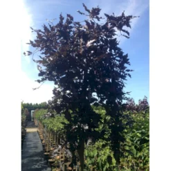 Hængende Blodbøg 'Rohan Weeping' Fagus Sylvatica 'Rohan Weeping' Opstammet 90 Cm. 7,5 Liter Potte -GrønGlæde Salgsbutik mi940 fagus sylvatica rohan weeping e0d4