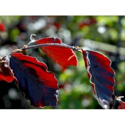 Blodbøg 'Riversii' Fagus Sylvatica 'Riversii' Heister 175-200 Cm. Med Potte