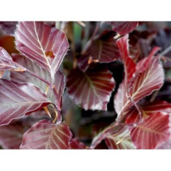 Blodbøg 'Riversii' Fagus Sylvatica 'Riversii' Heister 175-200 Cm. Med Potte 5 Blodbøg 'Riversii' Fagus Sylvatica 'Riversii' Heister 175-200 Cm. Med Potte -GrønGlæde Salgsbutik mi944 fagus sylvatica riversii 5f91