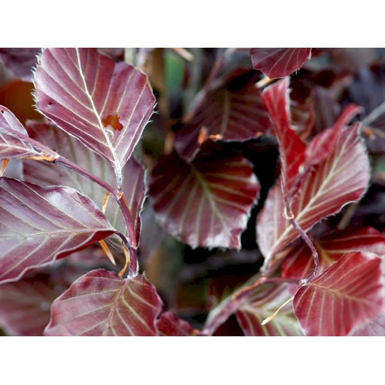 Blodbøg 'Riversii' Fagus Sylvatica 'Riversii' Heister 175-200 Cm. Med Potte 3 Blodbøg 'Riversii' Fagus Sylvatica 'Riversii' Heister 175-200 Cm. Med Potte - Billede 3