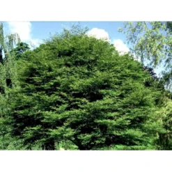 Bregnebladet Bøg 'Asplenifolia' Fagus Sylvatica 'Asplenifolia' Solitær 400-450 Cm. Med Klump -GrønGlæde Salgsbutik mi946 fagus sylvatica aspleniifolia a7ab